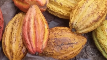 23/09/20 Deux unités de transformation de cacao pour la Chine en construction en Côte d'Ivoire